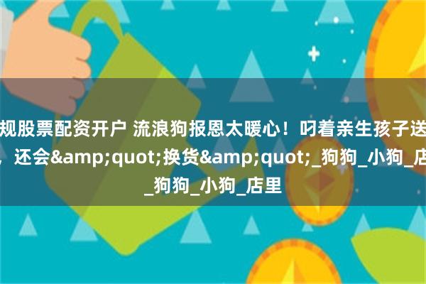 正规股票配资开户 流浪狗报恩太暖心！叼着亲生孩子送恩人，还会&quot;换货&quot;_狗狗_小狗_店里